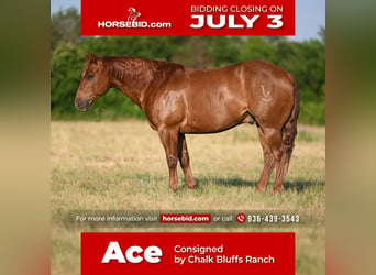 Quarter horse américain, Hongre, 10 Ans, Alezan cuivré, in Waco, TX,
