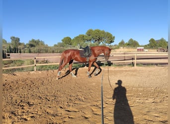 Spanisches Sportpferd, Stute, 4 Jahre, 165 cm, Fuchs, in Turis (Valencia),