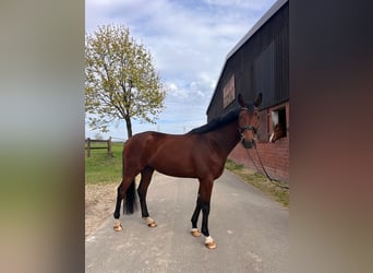 Westphalian, Gelding, 4 years, 16,1 hh, Brown, in Greven