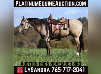 American Quarter Horse, Wallach, 4 Jahre, 150 cm, Buckskin, in Brodhead KY,