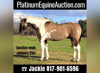 Paint Horse, Wallach, 13 Jahre, 157 cm, Tobiano-alle-Farben, in Weatherford TX,