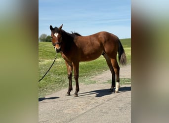 American Quarter Horse, Ogier, 1 Rok, , in MemmingenMemmingen