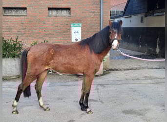 Welsh-B, Wallach, 5 Jahre, 137 cm, Brauner, in Mönchengladbach