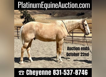 American Quarter Horse, Ruin, 14 Jaar, 150 cm, Palomino, in Bitterwater CA,