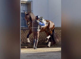 PRE Mestizo, Semental, 4 años, 165 cm, Castaño, in Sevilla