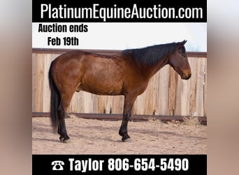 Quarter horse américain, Hongre, 12 Ans, 147 cm, Bai cerise, in Amarillo tx,