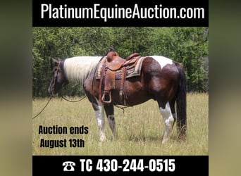 Quarter horse américain, Hongre, 13 Ans, 157 cm, Tobiano-toutes couleurs, in Rusk TX,