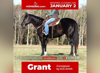 Quarter horse américain Croisé, Hongre, 13 Ans, 155 cm, Noir, in Claion, PA,