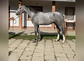 Hannoveraner, Wallach, 2 Jahre, 170 cm, Schimmel, in Békéscsaba,