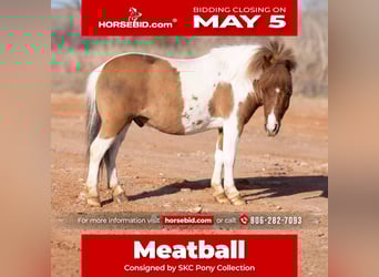 Meer ponys/kleine paarden, Ruin, 6 Jaar, 97 cm, in Canyon, TX,