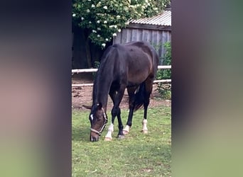 Mare 4 years