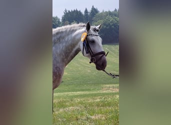 PRE, Stallion, 8 years, 16.2 hh, Gray-Dapple, in Saarbrücken,