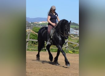 Friesian horses, Stallion, 7 years, Black, in Algeciras,