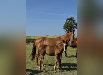 Hanoverian, Mare, 9 years, 16,1 hh, Chestnut, in Oerel