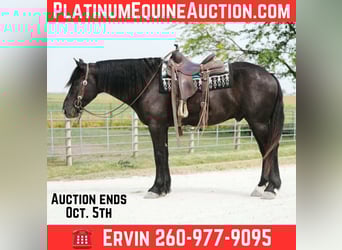 Quarter horse américain, Hongre, 5 Ans, 163 cm, Noir, in Independence IA