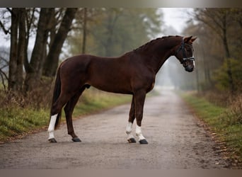 Hannoveriano, Caballo castrado, 6 años, 168 cm, Alazán, in Zalaegerszeg