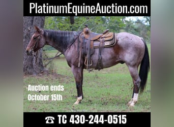 American Quarter Horse, Wallach, 11 Jahre, 155 cm, Roan-Bay, in RUSK, TX,