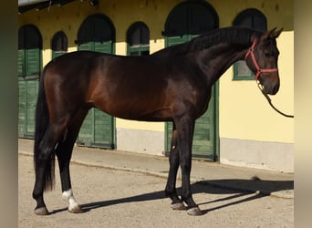 Westfale, Hengst, 3 Jahre, 169 cm, Dunkelbrauner, in Murska Soboda