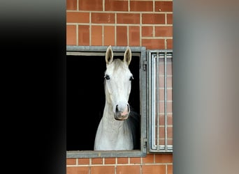 Caballo castrado 4 años