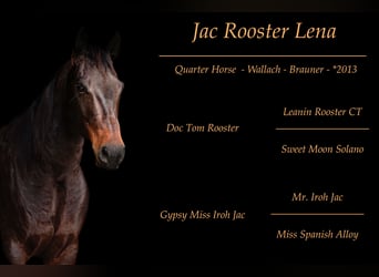 Quarter horse américain, Hongre, 11 Ans, Bai, in Kessenich,