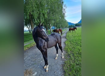 Oldenburger, Stute, 5 Jahre, 167 cm, Schwarzbrauner, in Maienfeld