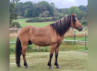 Mustang (american), Stallion, Dun, in Maxsain,