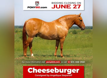 Quarter pony, Hongre, 8 Ans, 132 cm, Isabelle, in Van, TX,
