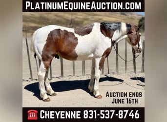 American Quarter Horse, Wallach, 13 Jahre, 152 cm, Tobiano-alle-Farben, in Bitterwater CA,