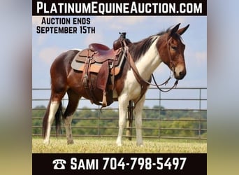 Maultier, Stute, 9 Jahre, Tobiano-alle-Farben, in Brooksville Ky