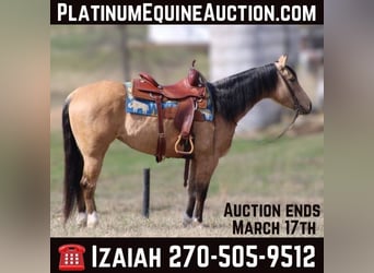 American Quarter Horse, Wallach, 5 Jahre, 147 cm, Buckskin, in Sonora Ky,