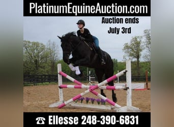 Friesian horses, Mare, 7 years, 16 hh, Black, in Highland MI,