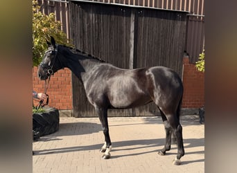 Hannoveraner, Stute, 5 Jahre, 175 cm, Schwarzbrauner, in Garbsen