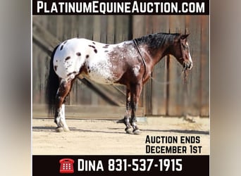 American Quarter Horse, Gelding, 11 years, 15.1 hh, Bay, in Paicines CA,