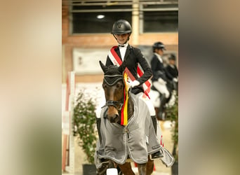 Pony tedesco, Castrone, 9 Anni, 147 cm, Baio scuro, in Willich