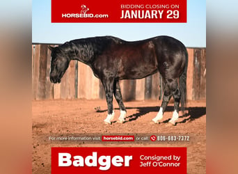 Quarter horse américain, Hongre, 10 Ans, 150 cm, Noir, in Canyon,