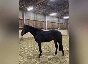 Mare 8 years