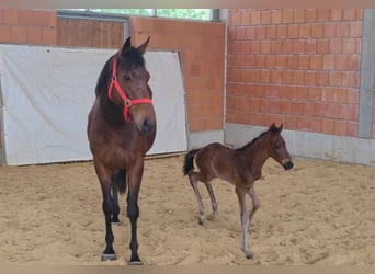 Other Warmbloods, Stallion, Foal (04/2024), Brown, in Lage,