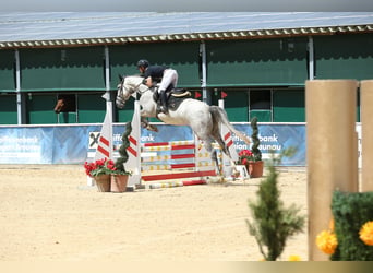 Belgisches Sportpferd, Stute, 4 Jahre, 170 cm, Schimmel, in Schnaittach