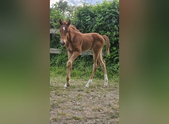 Stallion 