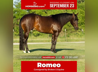 American Quarter Horse, Ruin, 3 Jaar, 152 cm, Bruin, in Marshall, MO,