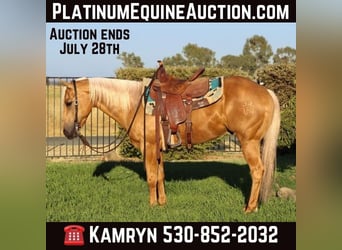 American Quarter Horse, Wallach, 11 Jahre, 147 cm, Palomino, in Pleasant Grove, CA