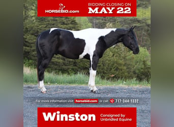 Paint Horse Mix, Wallach, 7 Jahre, in Millerstown, PA,