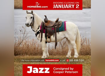 Plus de poneys/petits chevaux, Jument, 10 Ans, 97 cm, Gris, in Valley Springs, SD,