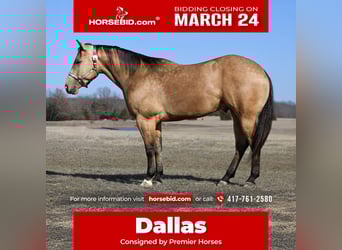 Caballo cuarto de milla, Caballo castrado, 5 años, 152 cm, Buckskin/Bayo, in Buffalo, MO,
