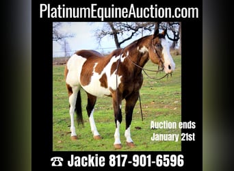 Quarter horse américain, Hongre, 13 Ans, Overo-toutes couleurs, in Weatherford TX,