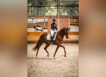 Rheinländer, Stute, 6 Jahre, 173 cm, Dunkelfuchs, in Vettweiß