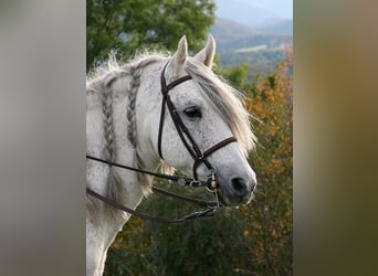 Reiter sucht Pferd