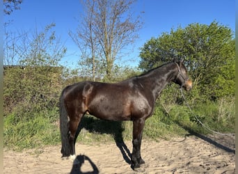 MERLIN