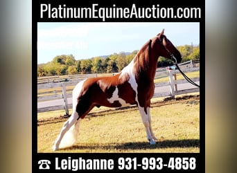 Spotted Saddle Horse, Ruin, 5 Jaar, Tobiano-alle-kleuren, in Petersburg TN,