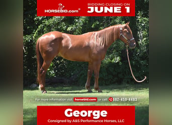 Quarter horse américain, Hongre, 3 Ans, Alezan cuivré, in Grandview
